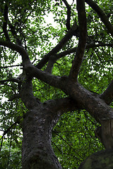 Image showing   trees in  summer 