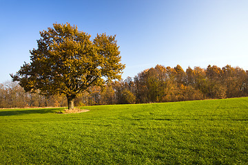 Image showing   trees   in  autumn  