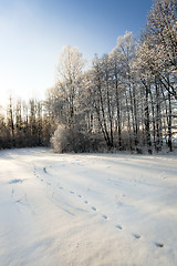 Image showing winter forest  