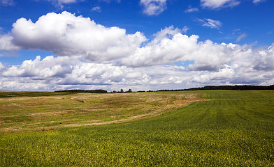 Image showing agricultural field  