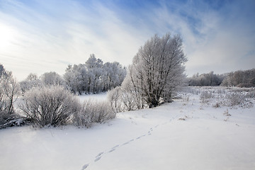 Image showing trees in park 