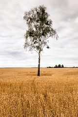 Image showing birch in the field  