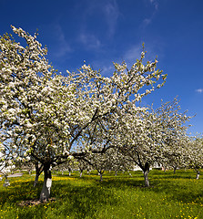 Image showing cherry-tree flowers  