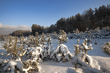 Image showing forest plantation  