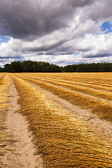 Image showing slanted flax  