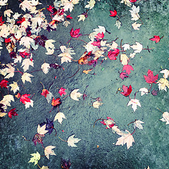 Image showing Red maple leaves on concrete background