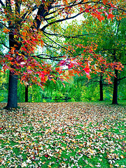 Image showing Vibrant autumn landscape