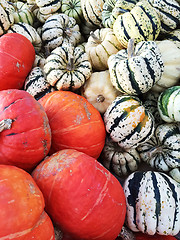 Image showing Variety of colorful squashes