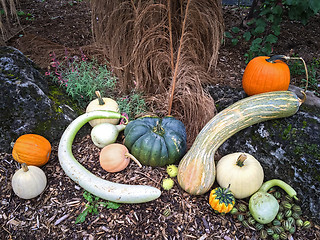 Image showing Autumn vegetables decorating a garden