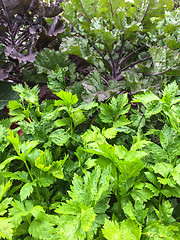 Image showing Parsley and lettuce in the summer garden