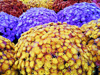 Image showing Marketplace with colorful autumn chrysanthemums