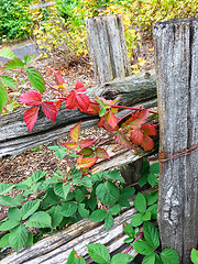 Image showing Colorful plants and wooden fence