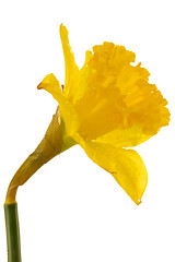 Image showing Daffodil