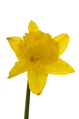 Image showing Daffodil