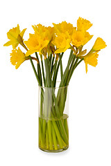 Image showing Daffodils