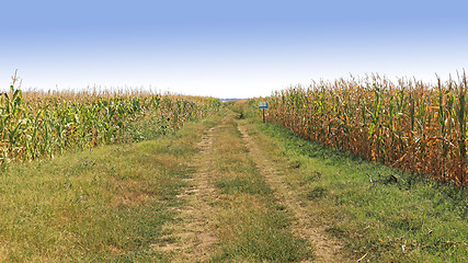 Image showing Corn Field