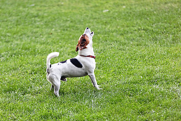 Image showing Jack Russell Terrier