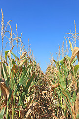 Image showing Corn Crops