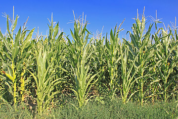 Image showing Maize Corn