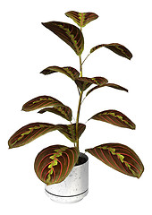 Image showing Prayer Plant