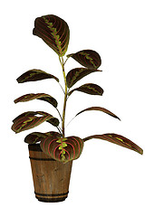 Image showing Prayer Plant