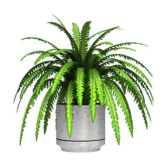 Image showing Boston Fern