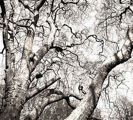 Image showing park in london spring sky and old dead tree 