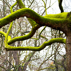 Image showing park in london spring sky and old dead tree 