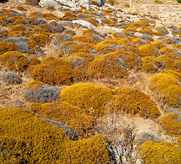 Image showing sea in delos greece the historycal acropolis and old ruin site