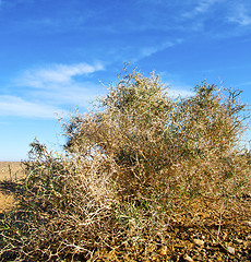 Image showing palm in the  desert oasi morocco sahara africa dune