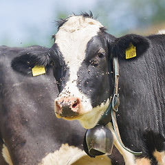 Image showing Brown milk cow in a meadow of grass