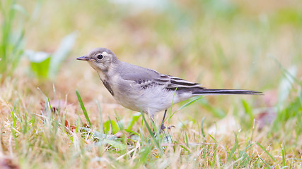 Image showing Yellow wagtail, female