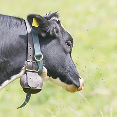 Image showing Brown milk cow in a meadow of grass