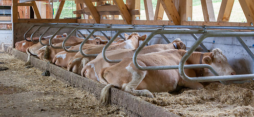 Image showing Cows in a farm cowshed