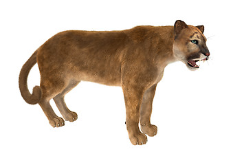 Image showing Big Cat Puma