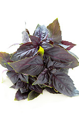 Image showing Bunch of purple basil