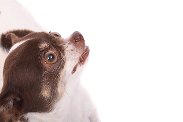 Image showing head of chihuahua