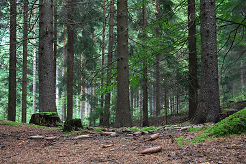 Image showing czech forest