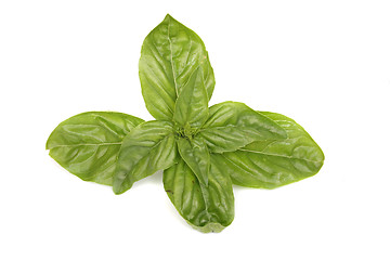 Image showing green leaves on the white background