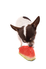 Image showing chihuahua and water melon
