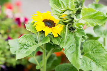 Image showing close up of blooming sunflower in garden