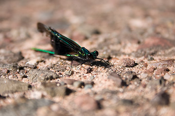 Image showing Damselfly