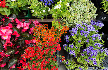 Image showing close up of flower seedlings at street market