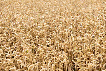 Image showing field of ripening wheat ears or rye spikes