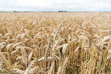 Image showing field of ripening wheat ears or rye spikes