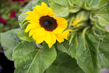 Image showing close up of blooming sunflower in garden