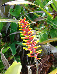 Image showing Bromeliads flower