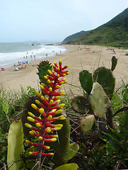 Image showing Bromeliads flower and the beach