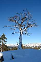Image showing Dead Tree