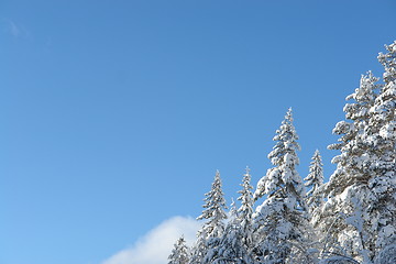 Image showing Snowcovered trees on mountainside